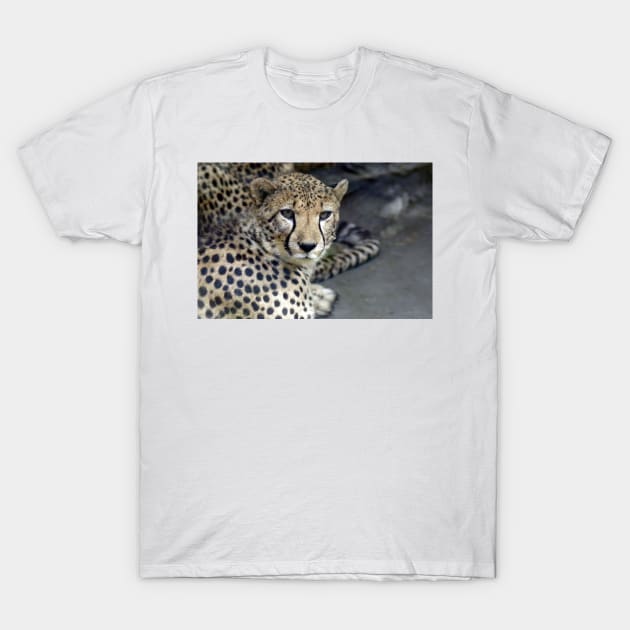 CHEETAH T-Shirt by dongila5